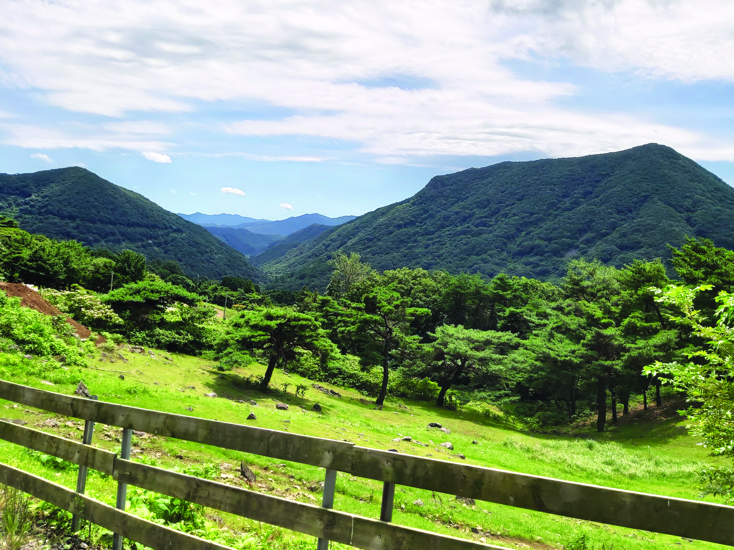 Enjoying Nature in Hwasun: A Sheep Farm by a Cypress Forest