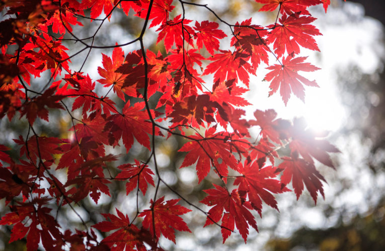 Enjoy Autumn Leaves in Gwangju and Jeollanam-do!