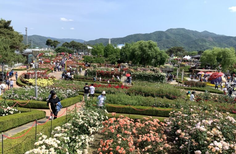 Petals and Pathways: A Spring Escape to Gokseong – May 2025