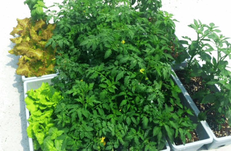 Rooftop Gardening: For Free Time Fun and Fresh Food