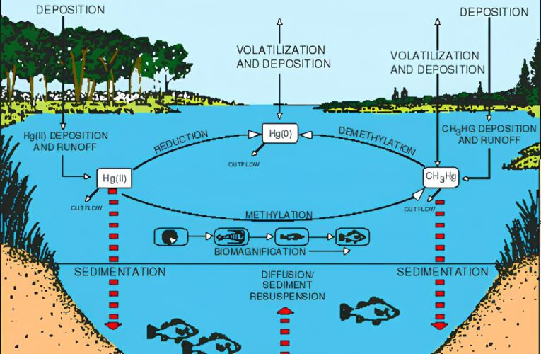 The Silent Poison in Our Seas: Why Fish Have More Mercury