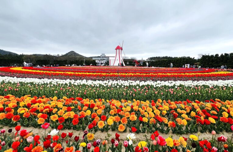 Exploring Korea: The Shinan Tulip Festival – Exploring the Colors of Spring