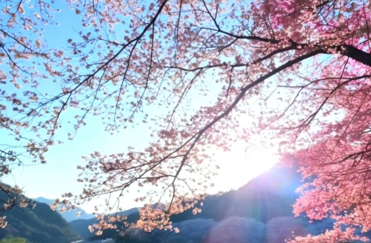 Creative Writing: The Whispering Petals of Gwangju – A Springtime Tale