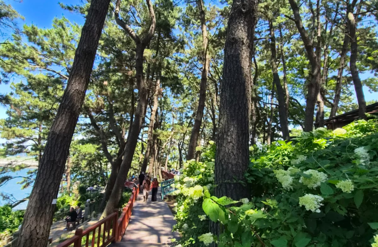 A Journey to Boryeong: A Meeting of Mount and Sea